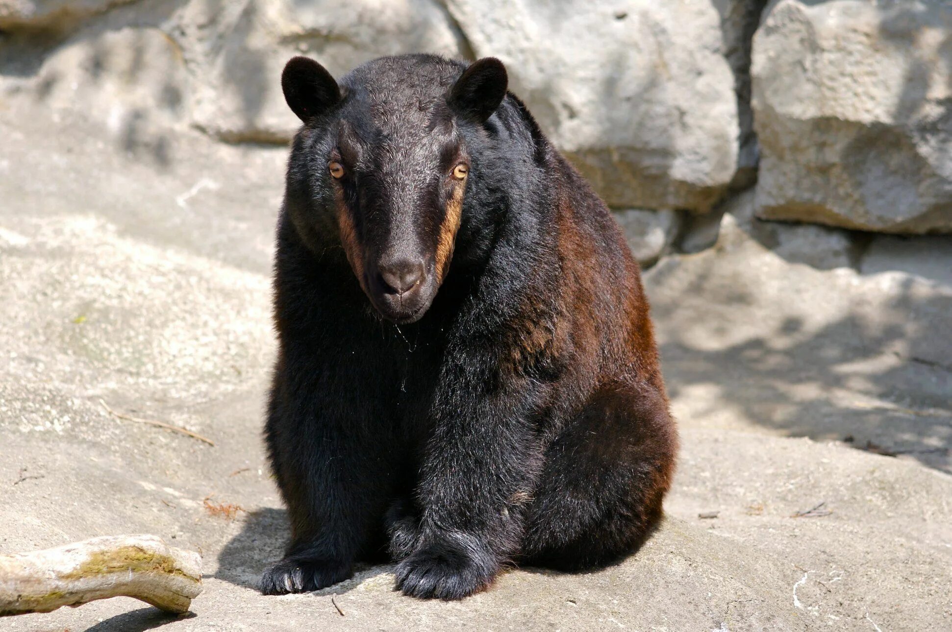 Сибирский бурый медведь. Дальневосточный бурый медведь. Очковый медведь южной америки. Очковый (андский) медведь. Pointed bear.