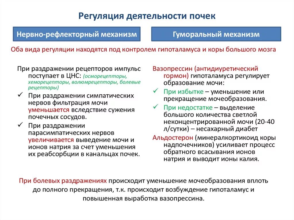 Механизм нервной регуляции деятельности почек. Нервно-гуморальную регуляцию деятельности почек. Регуляция мочеобразовательной функции почек (нервная и гуморальная). Механизмы регуляции деятельности почек физиология.