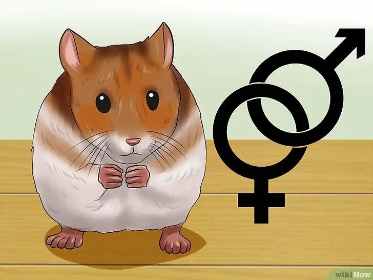 Хомяк с биткоином. Hamster coin фон. Hamster usdt. Золотистый хомячок. Hamster usdt.