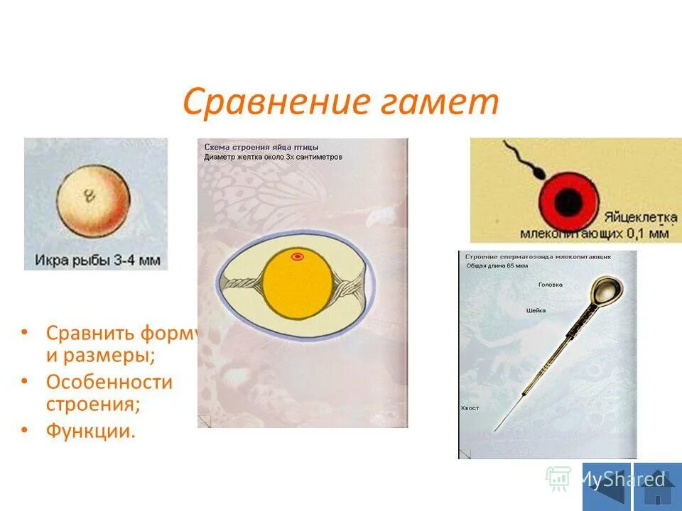 Какие клетки появились первыми