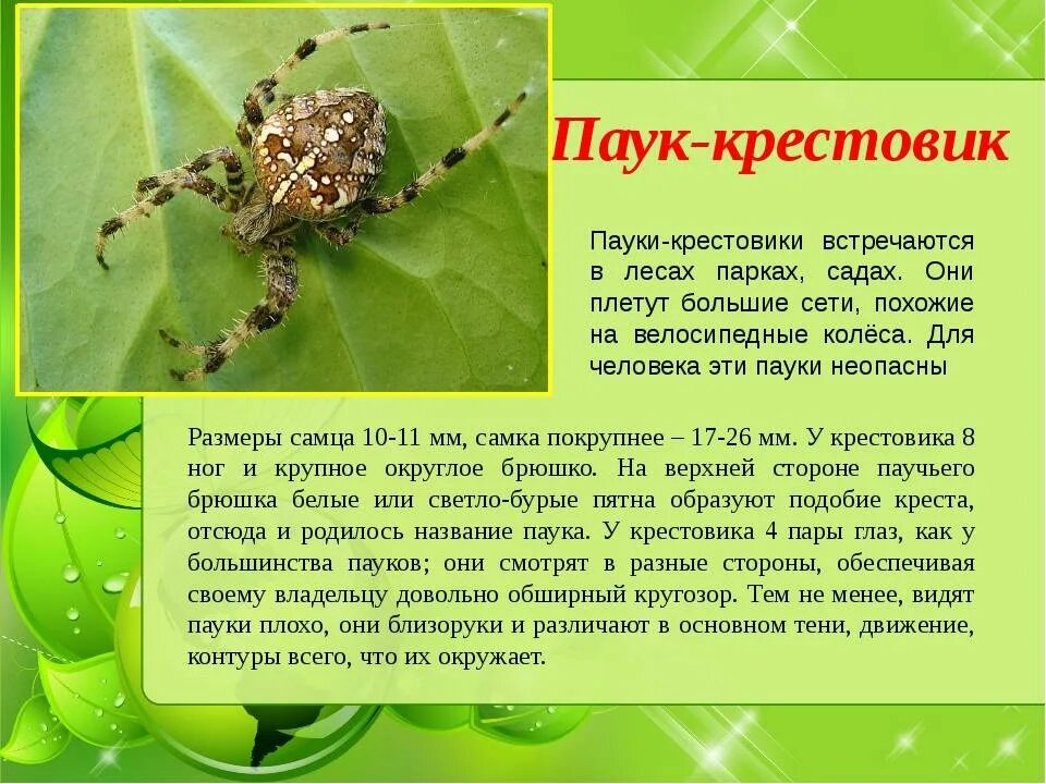 Класс паукообразные паук крестовик. Паук крестовик описание. паук крестовик размеры. паук крестовик описание 3 класс. паук крестовик кратко.