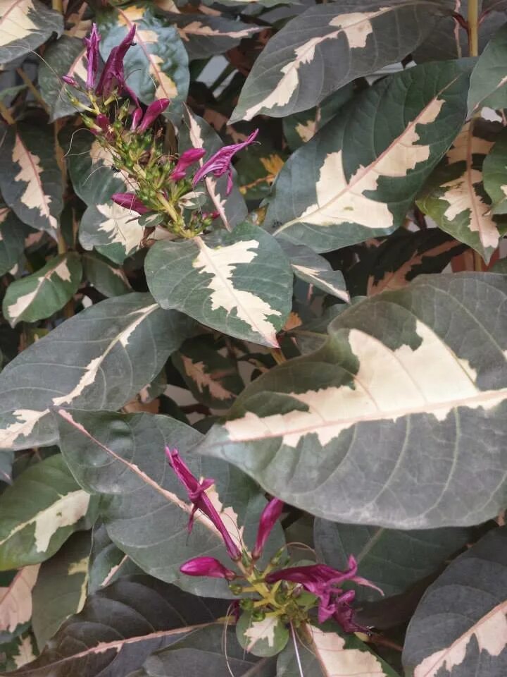 Граптофиллум расписной. Graptophyllum pictum. граптофиллум расписной цветение. граптофиллум триколор.
