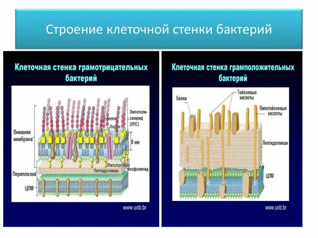 Клеточная стенка окраска. Строение клеточной стенки грамотрицательных бактерий. Строение стенки грамположительных и грамотрицательных бактерий. Функции клеточной стенки грамположительных бактерий. Клеточная стенка грамотрицательных бактерий функции.