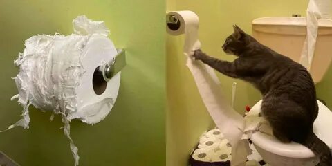 Звук для кота чтоб прибежал