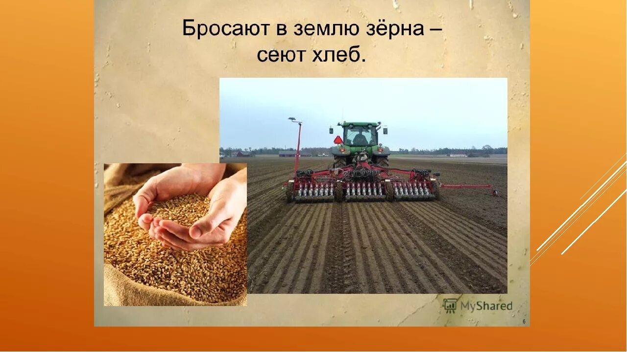 Посев зерна. Выращивание хлеба. Сеют хлеб. Хлеборобы сеют зерно.