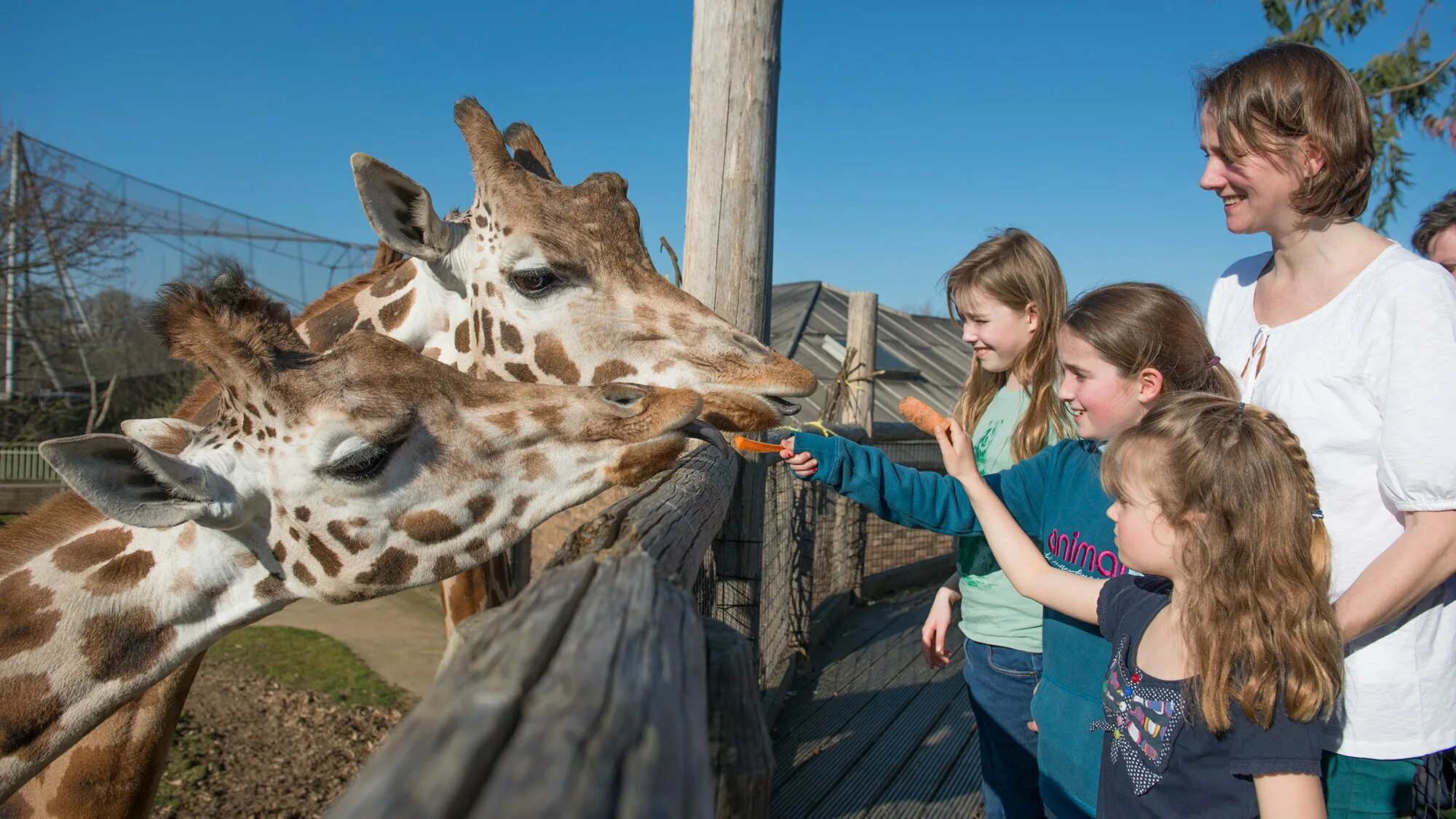 Зоопарк земля. Лондонский зоопарк (London Zoo). Лондонский зоопарк земля Львов. Экскурсия в зоопарк. Дети в зоопарке.