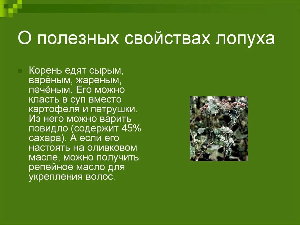 Польза листьев лопуха. Растение лопух лечебные свойства. Чем полезен лопух. Лопух свойства растения. Чем полезны листья лопуха.