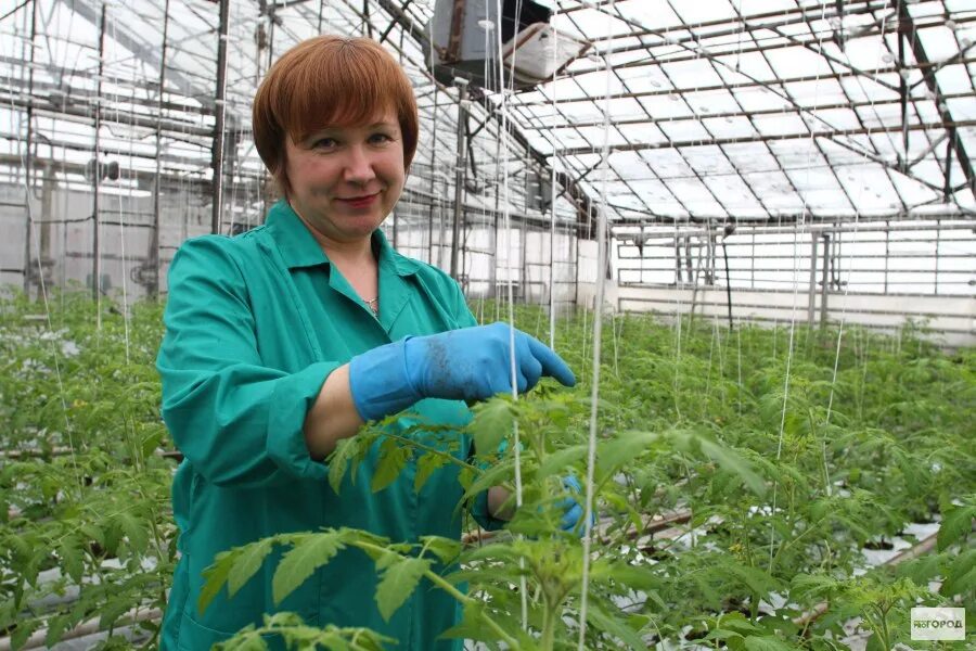 Какое практическое значение имеет процедура для овощевода