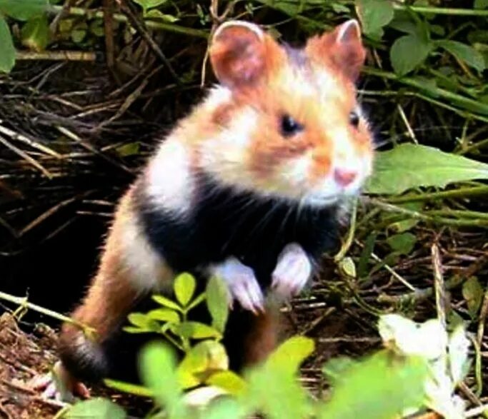 Common hamster (Cricetus cricetus) standing Wild hamsters, Cute animals, Hamster