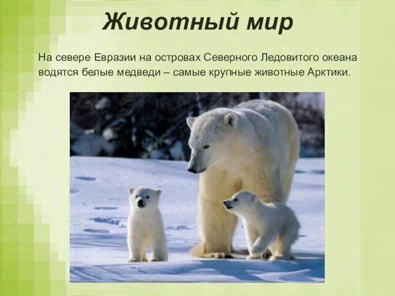 На каком восточном материке обитает белый медведь. Животный мир Евразии. Животные севера Евразии. Животные Евразии презентация. Животный мир Евразии 5 класс.