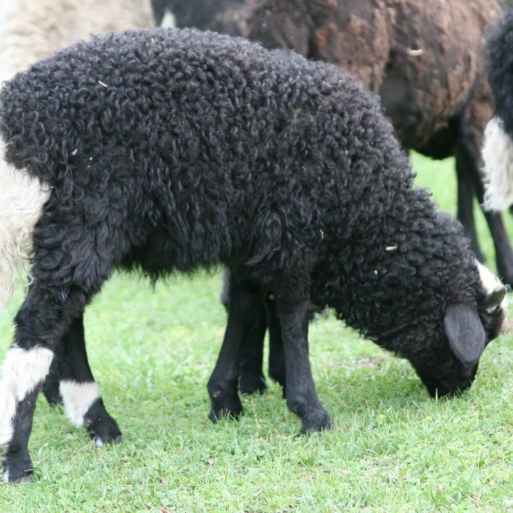 Ягненок 3 месяца. Балбас порода овец. Карачаевская порода Баранов. Решетиловская порода овец. Латвийская темноголовая порода овец.
