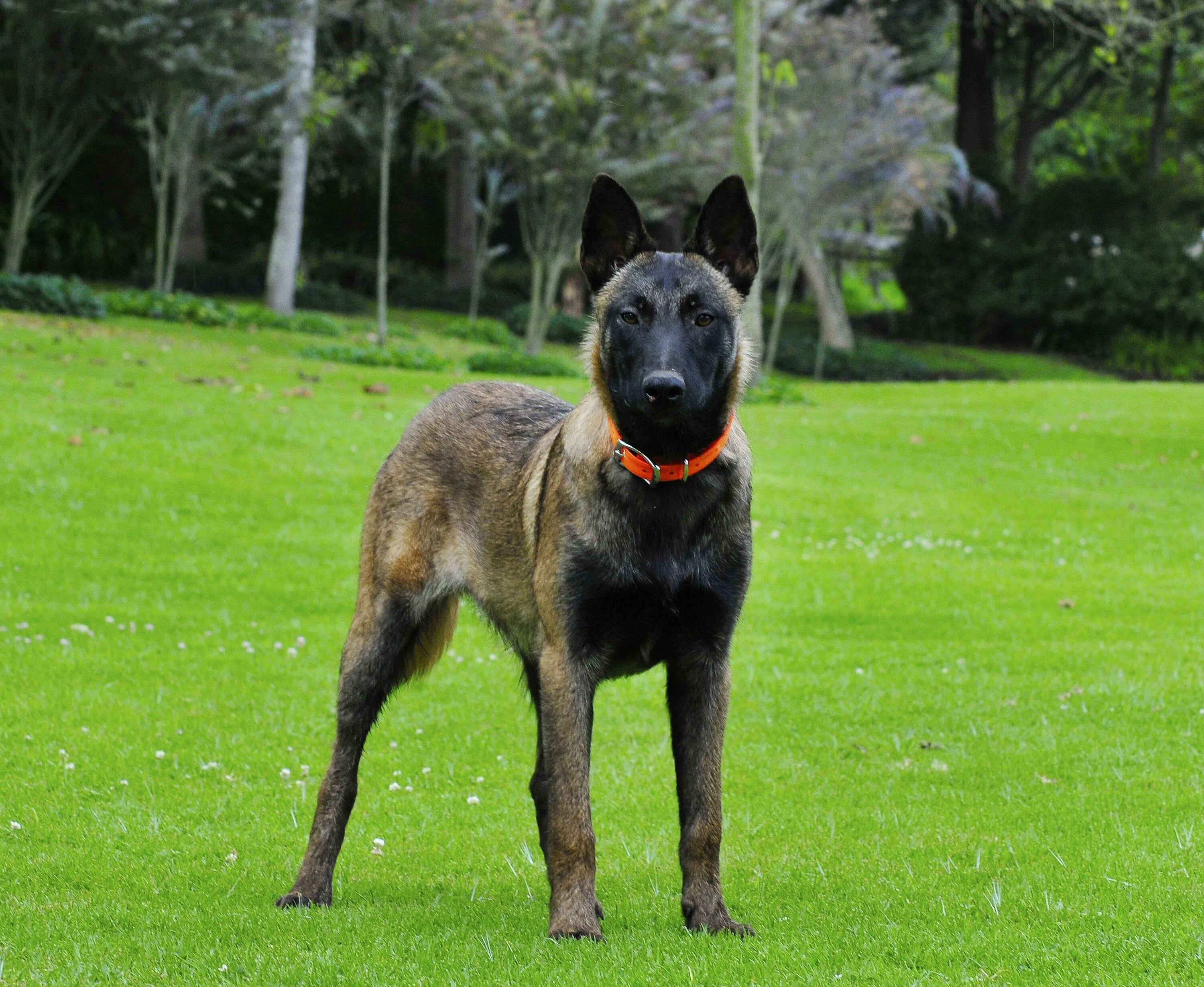 Belgian Malinois puppies learn stalking behavior early on. They grow up to make 