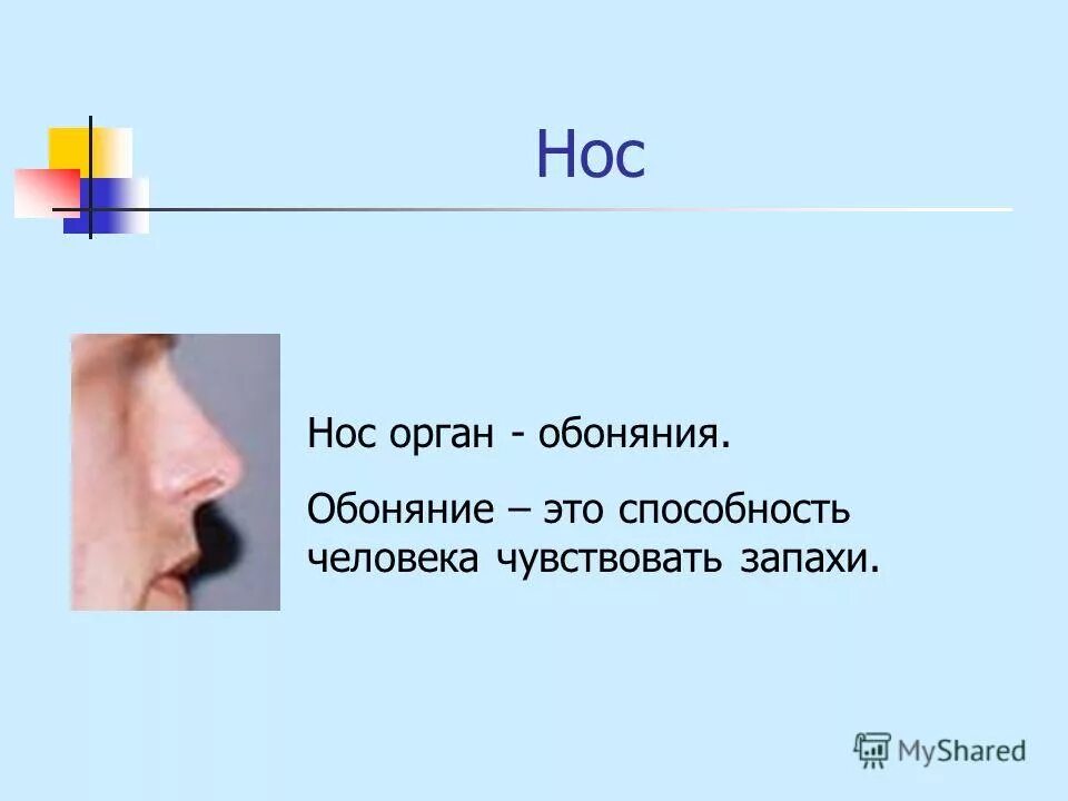 Нос орган обоняния 3 класс. Презентация на тему нос. Органы носа человека. Нос для презентации. Органы обоняния презентация