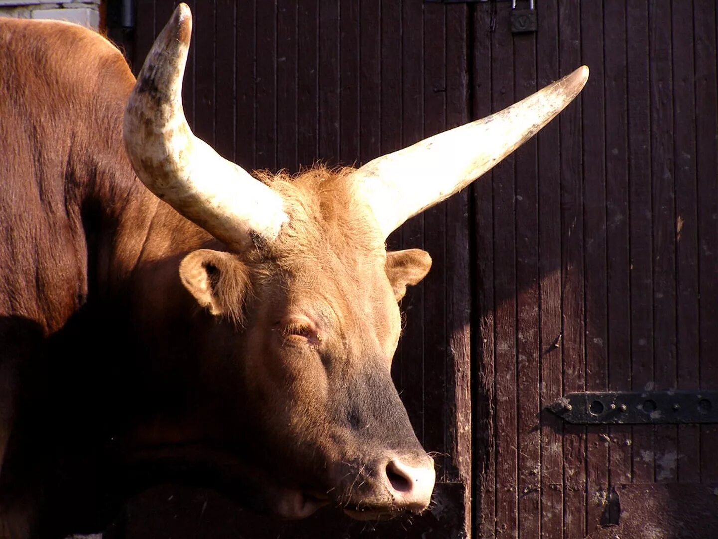 Информация о быке. Бык. Рога быка. Видеть во сне быка нападающего. Бык во сне к чему снится.