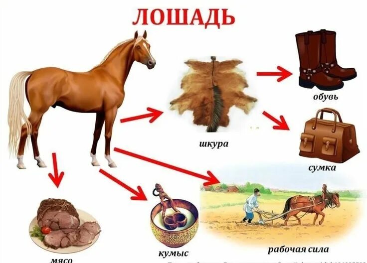 Карточки-схемы "Чем полезны домашние животные" ВКонтакте Preschool activities, F