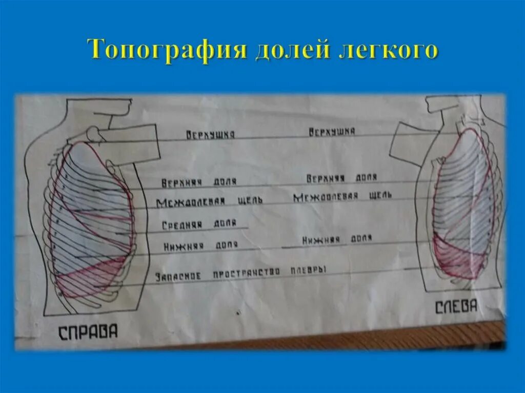 Размеры долей легкого. Доли легкого топография. Топография легких человека. Топография легких границы. Топография долей легких.