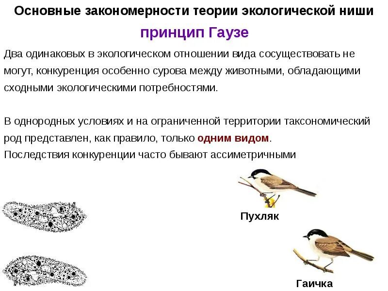 Закономерность экологической ниши. Экологическая ниша принцип Гаузе. Типы экологической ниши. Узкая и широкая экологическая ниша. 2 примера экологических ниш