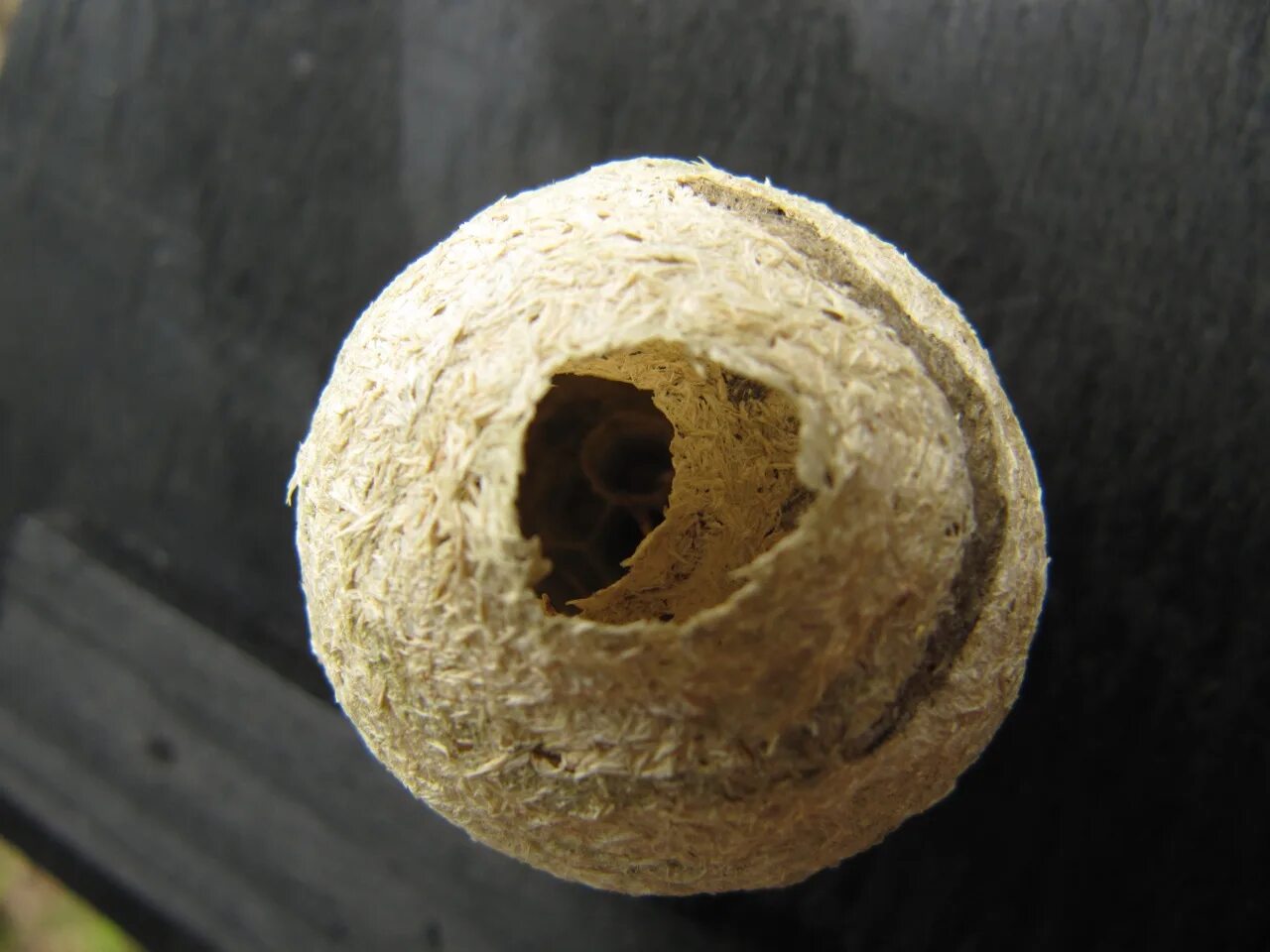 Nest group