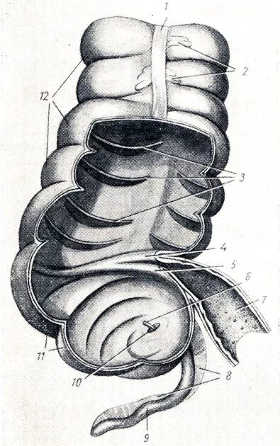 Слепая кишка рисунок. Строение слепой кишки анатомия. Слепая кишка и червеобразный отросток. Строение слепой кишки схема.