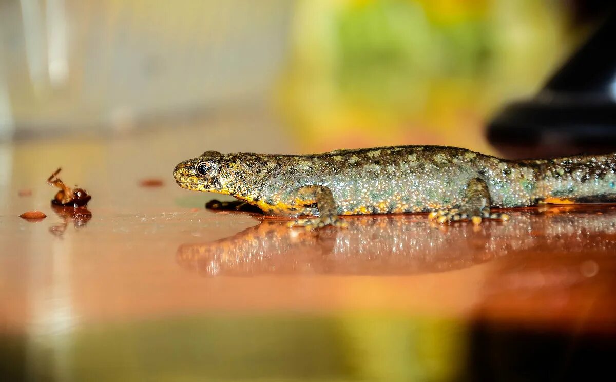 тритон обыкновенный аквариумный. земноводные тритон гребенчатый. обыкновенный тритон ланца. серопятнистый тритон. тритон обыкновенный аквариумный.