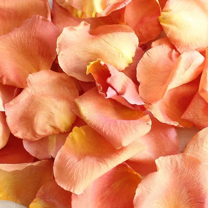 Желтоватые или розовые лепестки. Персиковый. Лепестки роз. Розовые лепестки. Цветы персикового цвета.
