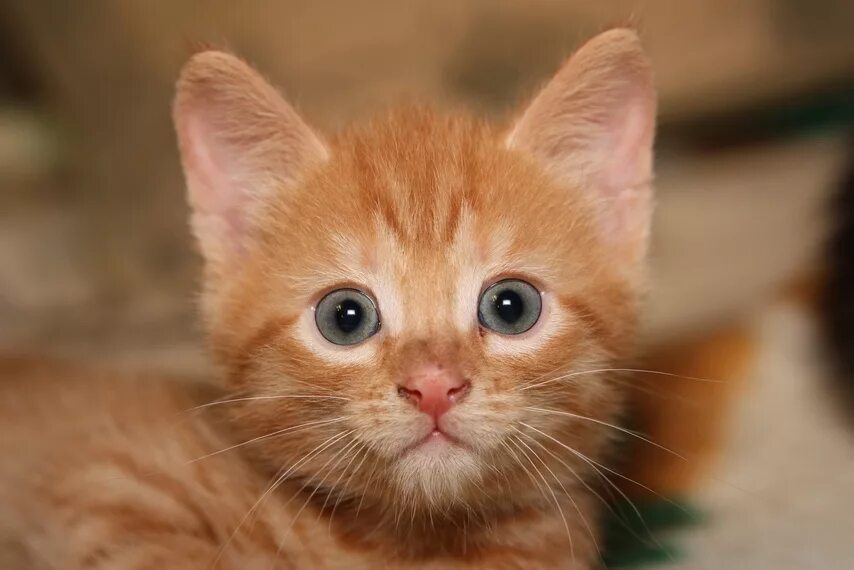 рыжий котёнок. мальчик с рыжим котом. рыжие кошки мальчика. рыжий котенок с голубыми глазами. рыжие коты.