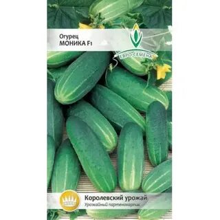 Огурцы сорт монастырский