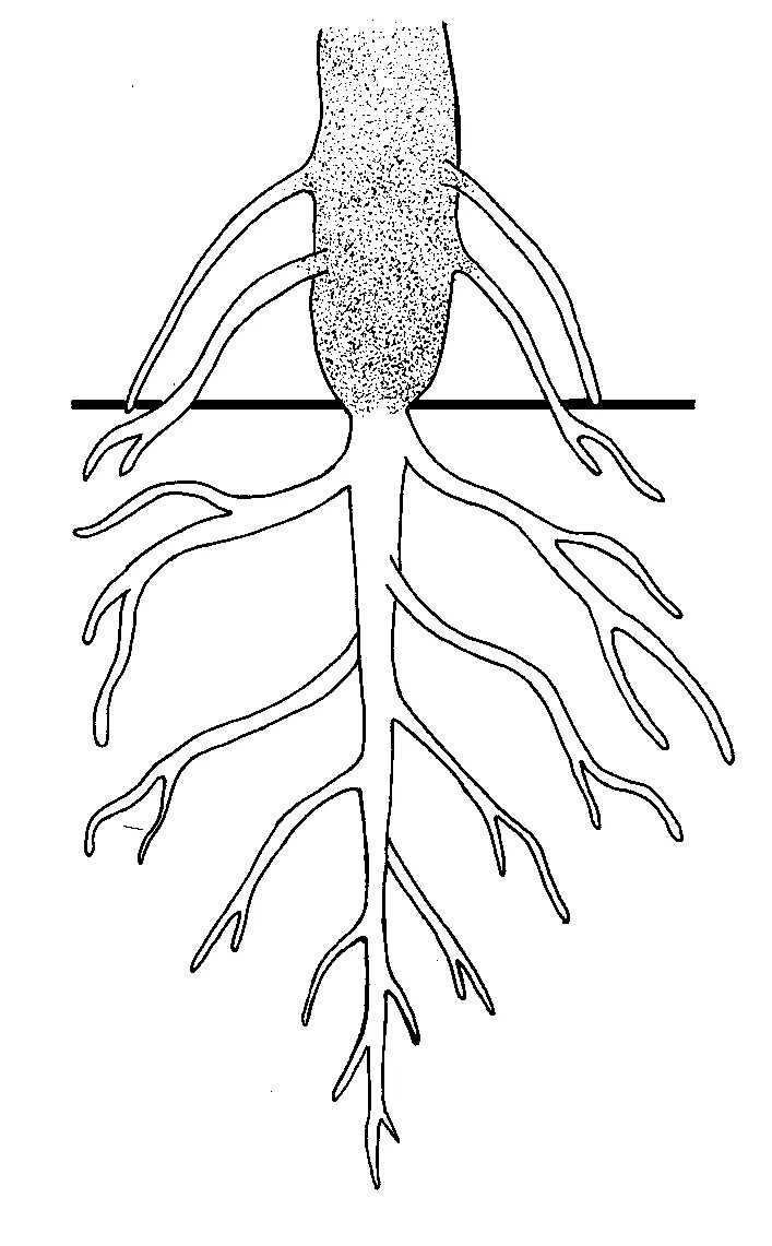 Корневые корешки. Корни растений. Корень. Боковые корни у растений. Корешок растения.