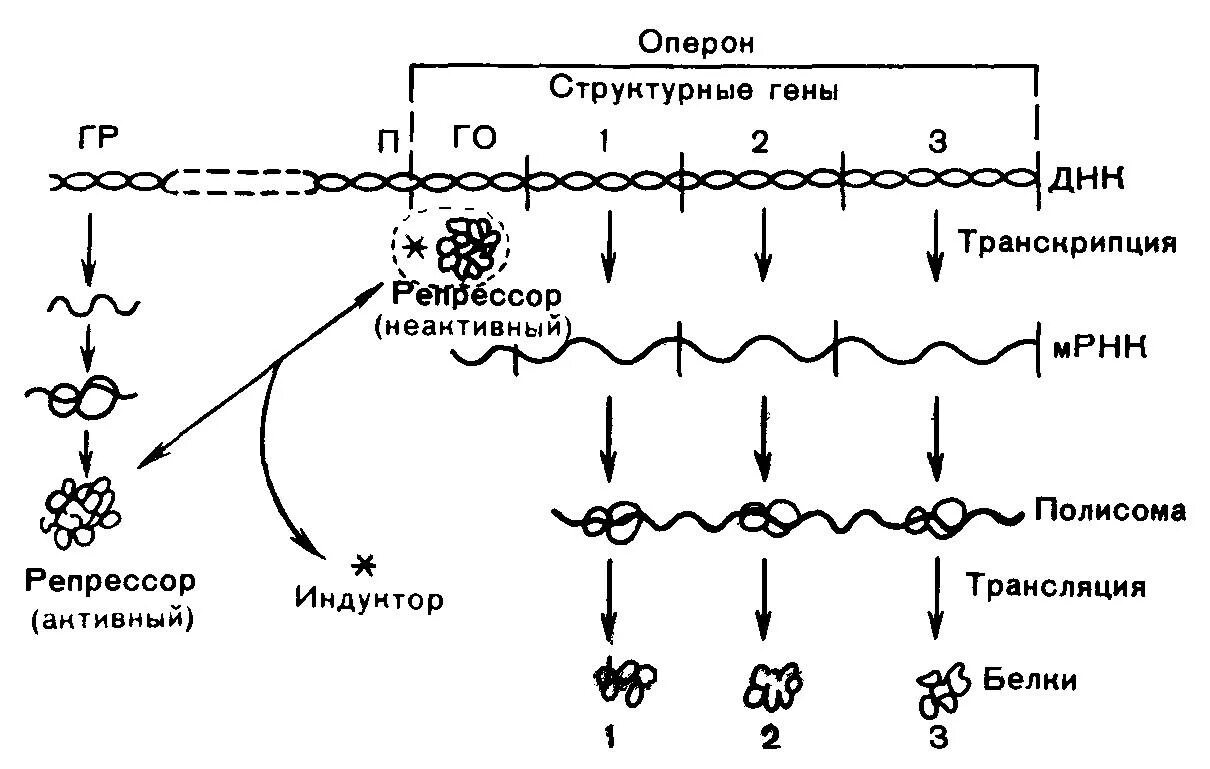 Регуляция биосинтеза белков у прокариот