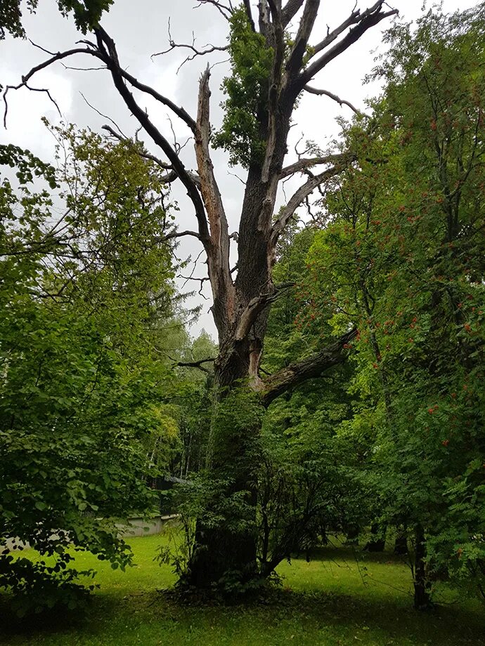 Дубовая 7. Томск переулок дубовый. Дуб с названием. Дуб карточка. Шпон пиленый ясень.