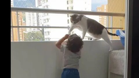 Коту не меньше десяти лет