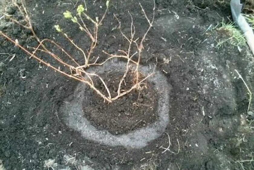При посадке жимолости что положить в лунку. Жимолость саженцы. жимолость корневая шейка. жимолость посадка. посадка жимолости корневая шейка.