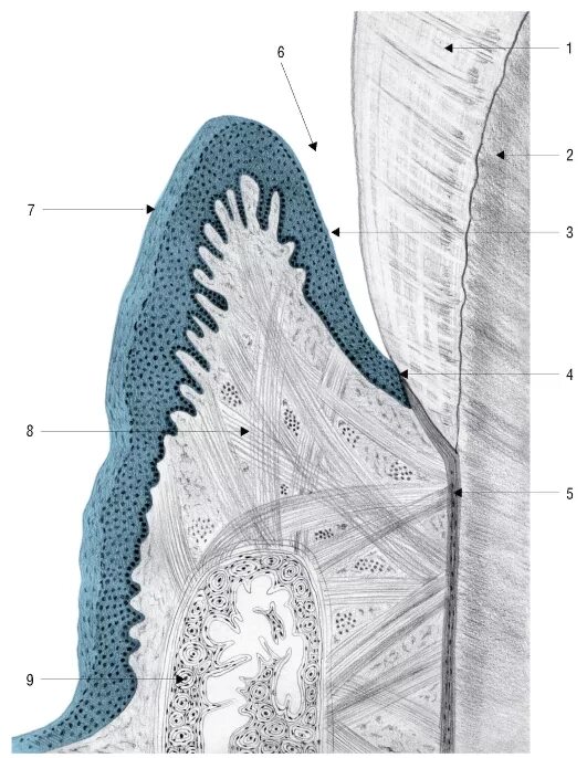 Зубодесневое соединение, десневая борозда. Зубодесневое прикрепление гистология. Десневой Желобок гистология. Десневая щель гистология. Прикрепленная десна