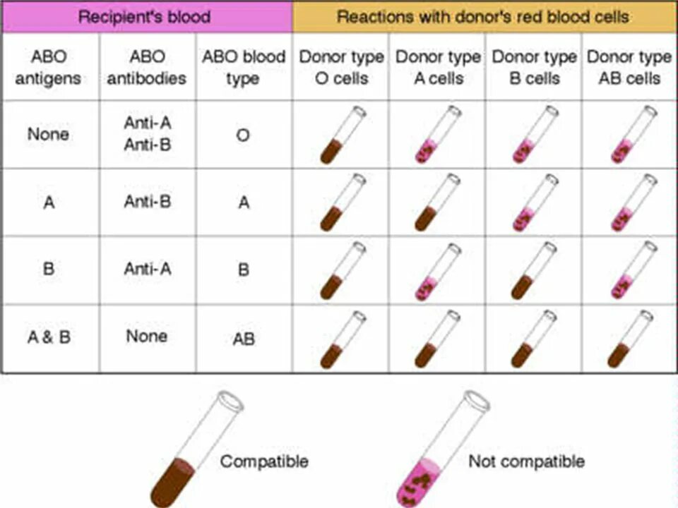 Cross match. Cross Match реакция. Cross Match анализ. Blood Transfusion Table.