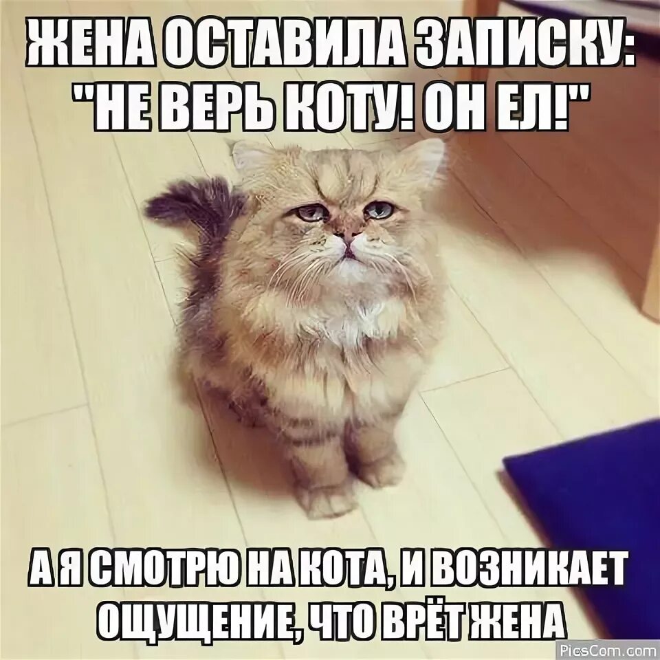 Кажется что что то забыл. Не верь коту. Не верьте коту он ел. Мемы с котиками. Мем не верь коту.