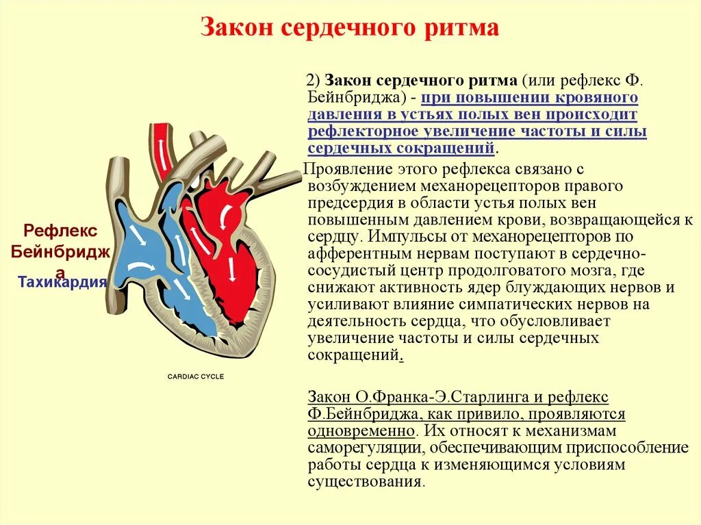 Закон сердечного ритма. Сила сокращения сердца. Законы сокращения сердца. Усиление сокращения сердца. Сила рефлекса