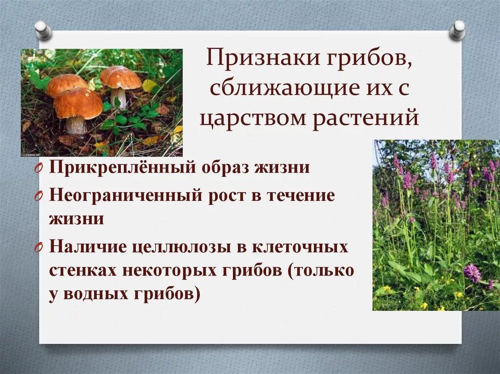 Каковы общие признаки грибов 5. Признаки грибов. Признаки грибов сближающие их с царством растений. Признаки сближающие грибы с растениями. Признаки грибов сближающие с растениями.