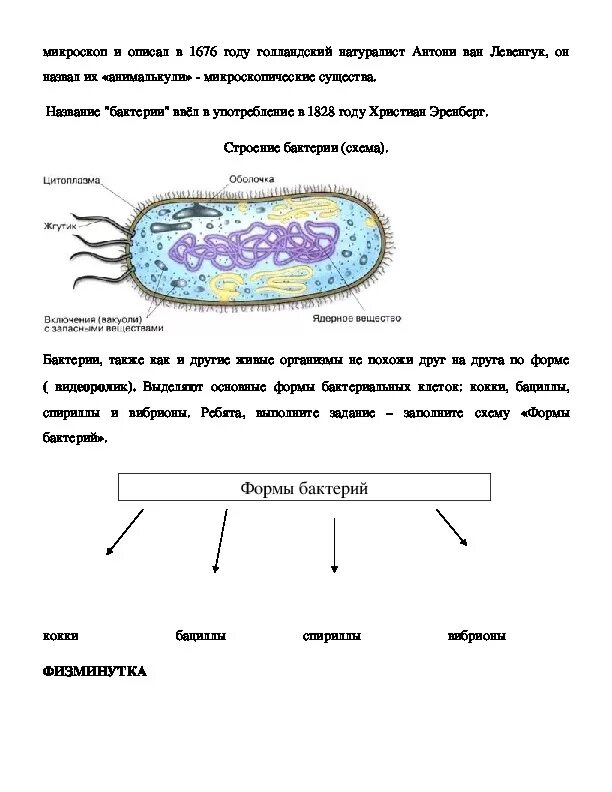 Конспект характеристика царства бактерий 5 класс биология. Царство бактерии строение биология. Схема форм бактерий 5 класс биология. Биология 5 класс параграф 10 характеристика царства бактерий. Огэ биология бактерии