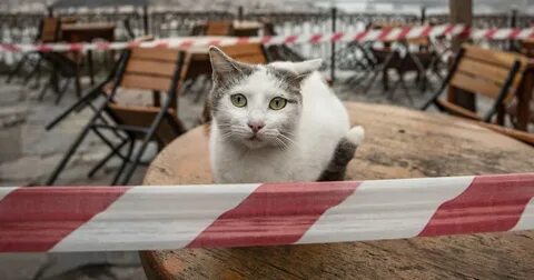 Владельцу кошки