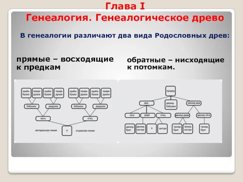 Генеалогическое дерево семьи является сетевой информационной моделью. Генеалогическое древо какой тип графической модели.