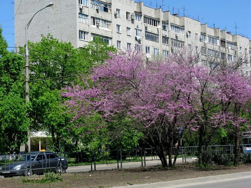 Понедельник в Краснодаре будет самым теплым днем недели. 17.04.2022 г. Телеканал