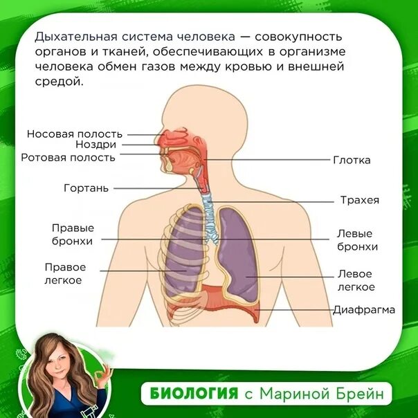 Биология человека егэ. Дыхательная система ЕГЭ биология. Дыхательная система человека ЕГЭ. Дыхание человека ЕГЭ. Дыхание человека ЕГЭ биология.