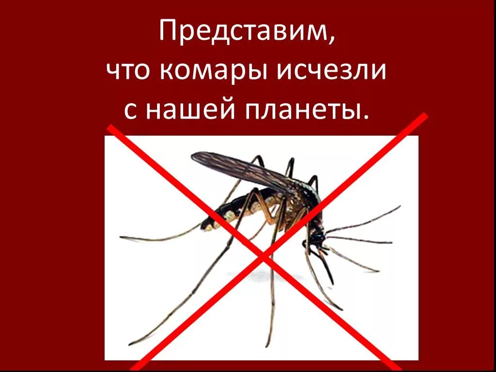 Верите ли вы что комары приносят пользу. Комары. для чего нужны комары. зачем нужны комары в природе.