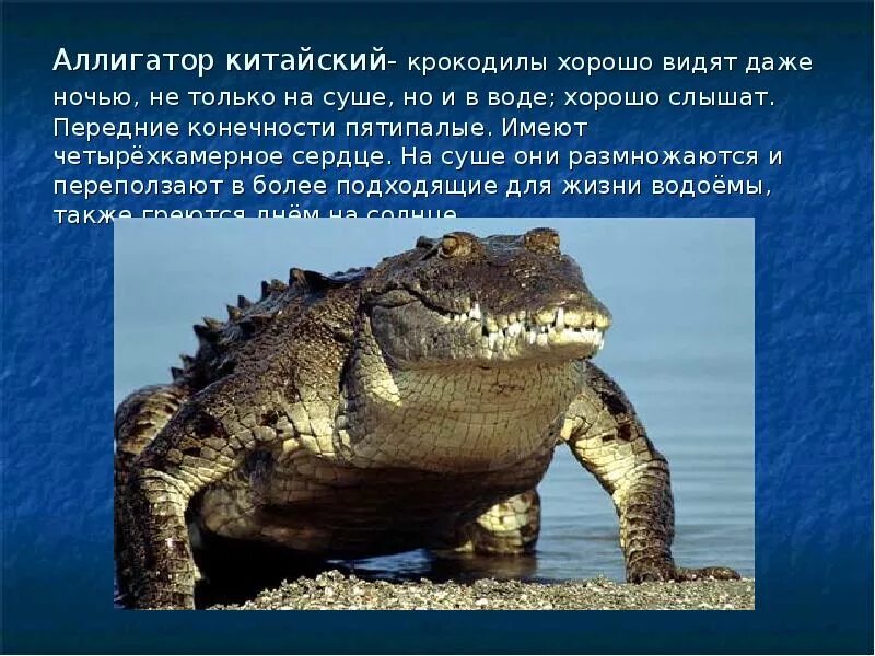 Какие животные размножаются в воде