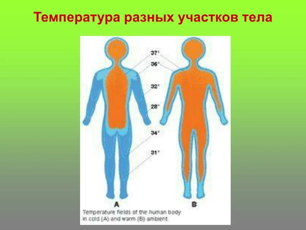 Температура тела. Температура человека. Температура различных частей тела человека. Температура различных участков тела. Руки разной температуры