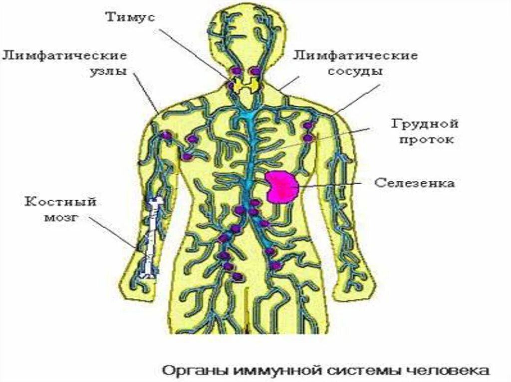 Лимфатическая система человека грудной проток. Грудной проток лимфатической системы анатомия. Грудной лимфатический проток схема. Лимфатическая система человека правый лимфатический проток. Лимфоузлы цвет