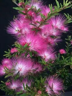 Rare plants