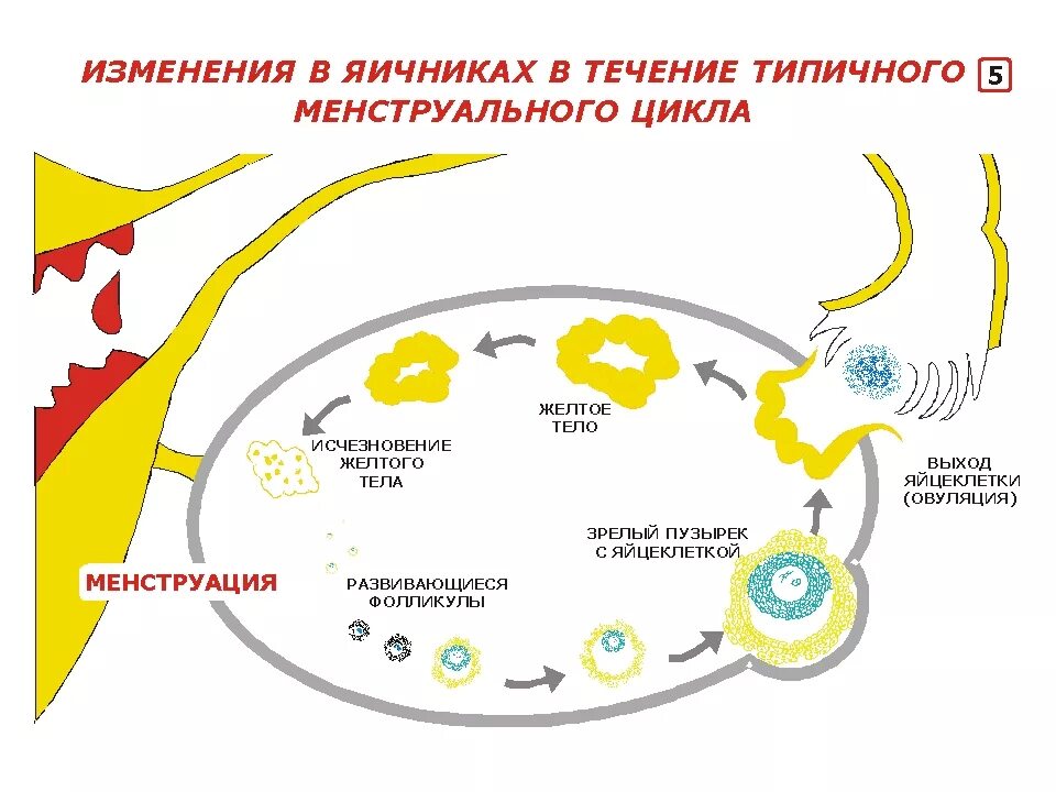 Овуляция со скольки лет. Схема - яичниковый цикл менструального цикла.. Схема стадии развития желтого тела. Фазы образования желтого тела. Фазы образования желтого тела в яичнике.