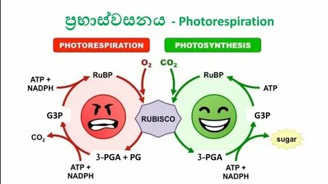Рубиско в фотосинтезе