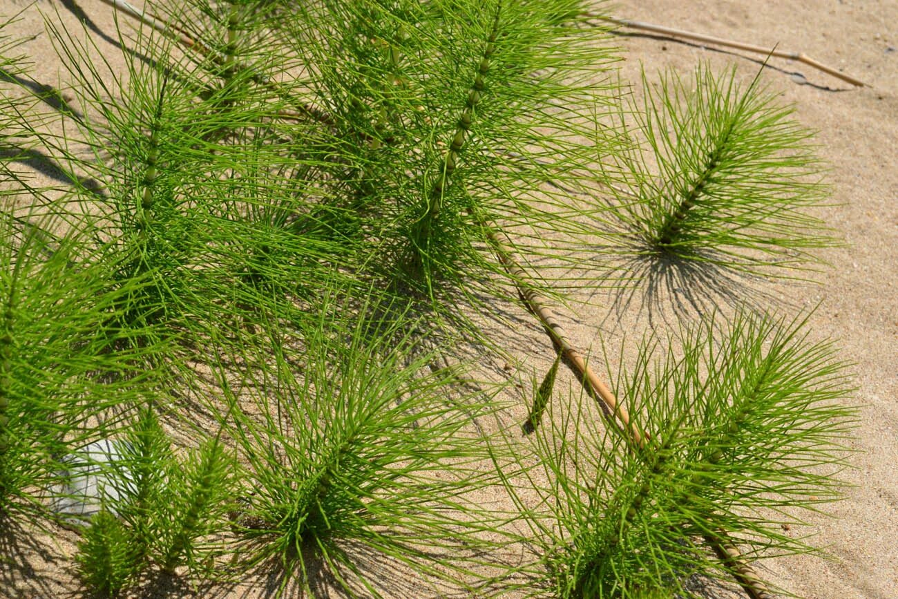 Хвощи хвойные. Хвощ большой Equisetum telmateia. Хвощ Крымский. Хвощ большой – Equisetum telmateia Ehrh.. Хвощи реликты.